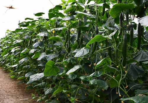 Otoño ‘demoledor’ con los pepinos Siriana y Viggo de Syngenta