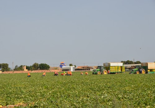 Las primas del seguro agrario para el campo murciano se disparan  y dificultan el acceso a esta herramienta