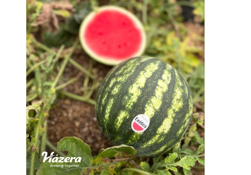HAZERA: especialistas  en minis sin semillas Sandías de calidad  como prioridad