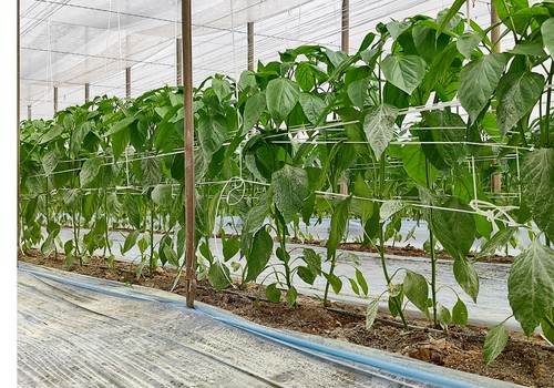 COAG-IR Murcia presenta el análisis del año agrario de la Región