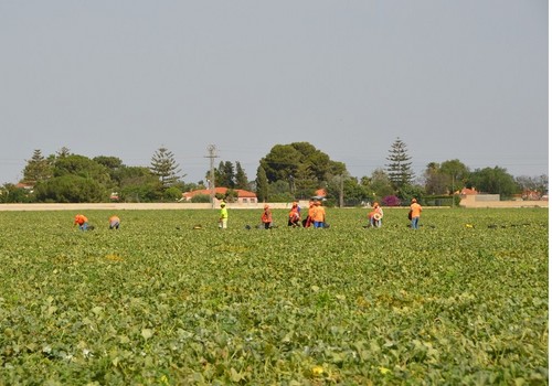  Más de 250 jóvenes se han beneficiado de las ayudas de la última convocatoria del Gobierno regional para incentivar el relevo generacional del campo