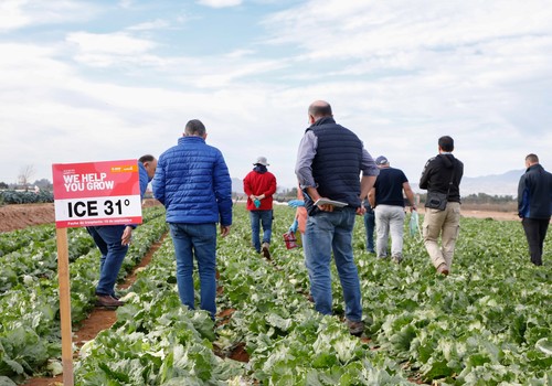BASF | Nunhems® planta cara a las nuevas razas de mildiu en iceberg