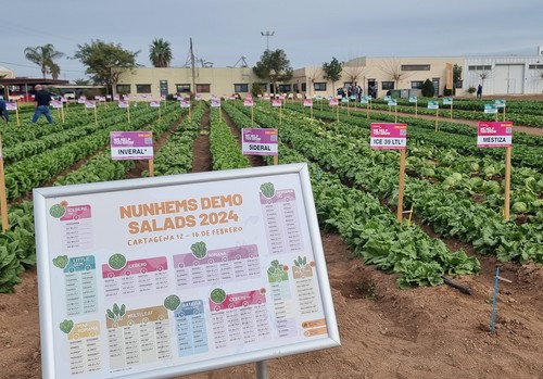 El portfolio de lechuga de BASF | Nunhems® se impulsa gracias a las resistencias a las nuevas razas