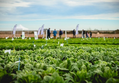 Los Discovery Field Days Winter Edition 2024 de Enza Zaden concluyen con éxito