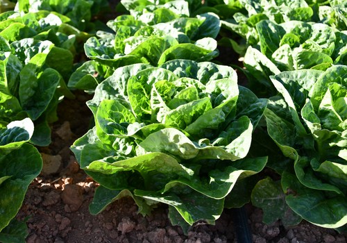La superficie de lechuga supera las 15.400 hectáreas en Murcia en 2023