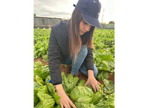 Las jornadas Leafy de Vilmorin-Mikado ponen el foco en sus nuevas iceberg, Ice 20551 y Ice 21426