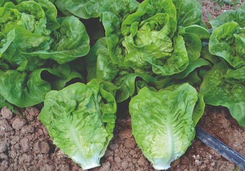 El fusarium se queda K.O  gracias a las variedades con resistencias