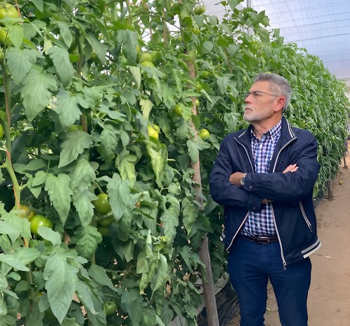 Avances revolucionarios en la agricultura:  EM Agro y Stretta™ transforman el cultivo del tomate
