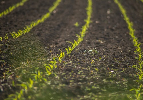 El Ministerio inicia la audiencia pública del proyecto de real decreto que simplifica y flexibiliza la aplicación de la Política Agraria Común