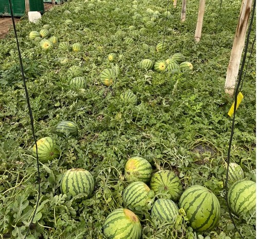 Dale +KAÑA a las sandías: El abono orgánico que impulsa el cultivo de sandía