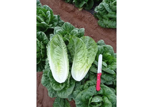 Ramiro Arnedo garantiza una resistencia a fusarium ‘top’ en lechuga little gem, iceberg y romana