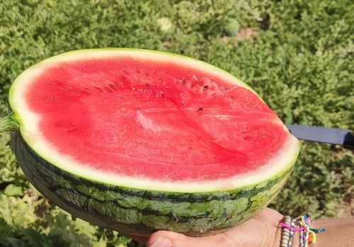 La Región de Murcia se convierte en el epicentro mundial de la innovación en melón y la sandía