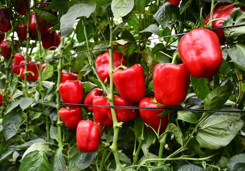+KAÑA: El secreto para plantaciones más fuertes en el Levante español