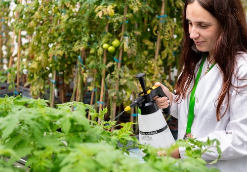 Descubren un nuevo compuesto para proteger a los tomates contra las bacterias y la sequía