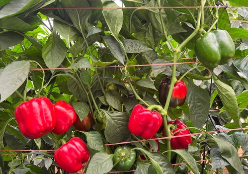 Bemol RZ se consolida como la variedad más rentable y estable