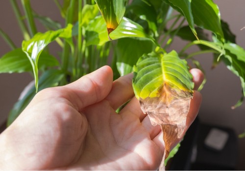 Desvelan el papel clave del pH para activar mecanismos de resistencia de las plantas a la falta de nutrientes