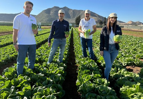 Vilmorin-Mikado apuesta por sus nuevas variedades de lechuga Zicatela, ROM 20502 y Girouette