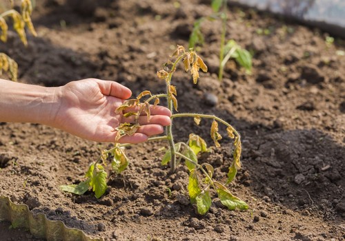 Identifican un mecanismo que controla la adaptación de las plantas a la sequía y las altas temperaturas