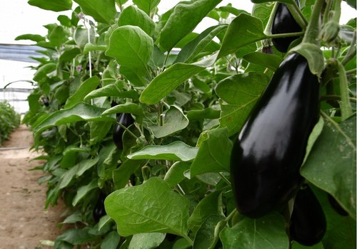 La renta agraria alcanza los 37.759 millones de euros en 2024, el 14,2 % más que el año anterior