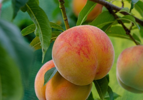 Agroseguro presenta en la Región de Murcia las novedades del seguro de frutales para la próxima campaña