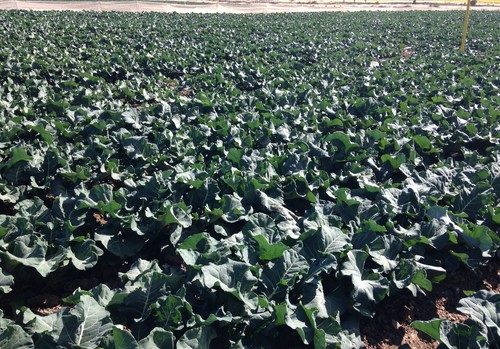 La fertilización de fondo en el cultivo de brócoli