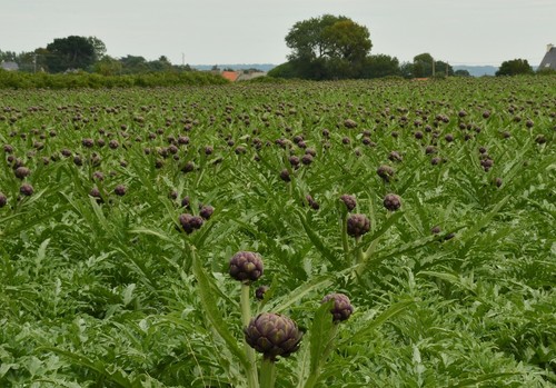 El Gobierno autoriza el nuevo plan de seguros agrarios para 2025 dotado con 315 millones de euros, el 10,7 % más que el anterior