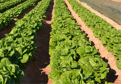 El invierno amenaza la producción de los cultivos murcianos