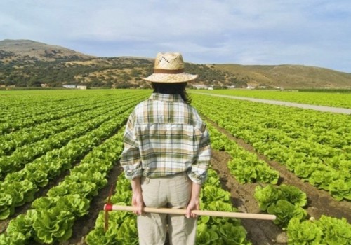 La Comunidad abona 4,8 millones de euros a más de 200 jóvenes agricultores de la Región de Murcia