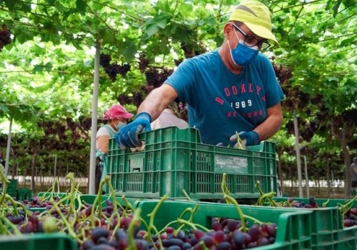 Totana firma un convenio con ASAJA para impulsar la atención al público en asuntos sobre agricultura en este municipio