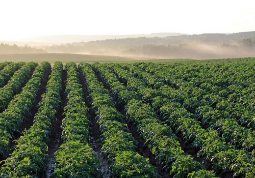 Los pagos de las ayudas directas de la Política Agraria Común de la campaña 2024 alcanzan los 3.665 millones de euros