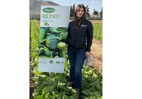 Vilmorin-Mikado amplía su catálogo de otoño tardío con variedades más resistentes