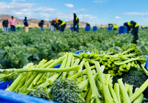 Bimi® lleva al campo los oscars de la fotografía gastronómica