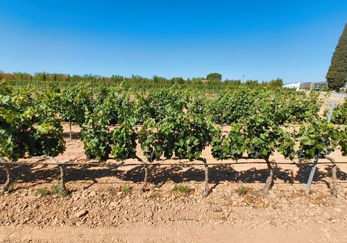 El IMIDA desarrolla cuatro nuevas variedades de uva de vinificación de gran calidad y mejor  adaptadas a las altas temperaturas