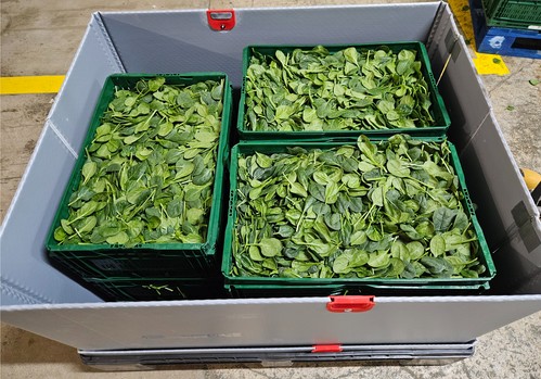 Proexport pone a prueba un nuevo sistema de transporte de frutas y hortalizas, para reducir el desperdicio alimentario