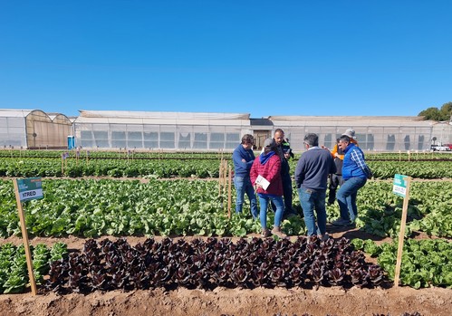 El catálogo de lechuga de BASF | Nunhems planta cara al mildiu y al fusarium