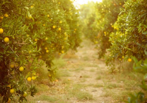 SIPCAM Iberia pone en jaque a las resistencias con su nuevo herbicida