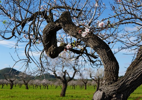 El Gobierno amplía el número de comarcas en las que los productores de frutos secos podrán recibir una ayuda asociada de la PAC