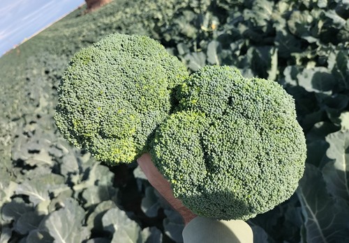 Nilo, un brócoli y un ‘río’ de rentabilidad