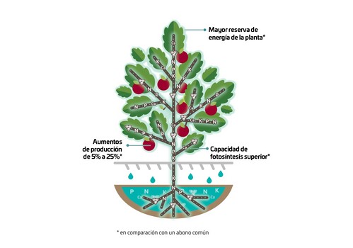 El futuro de la fertilización del tomate: tecnología eON en acción
