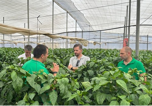 Kostantine F1* y Kasiopea F1*, los dos nuevos Californias con los que BASF | Nunhems ‘asalta’ el Campo de Cartagena