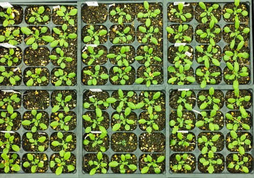 Desarrollan una técnica para obtener vacunas más eficaces para plantas sin modificar sus genes