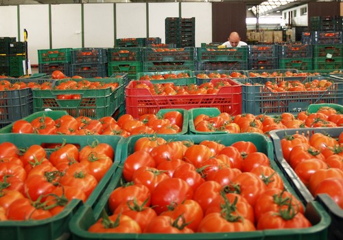 La exportación hortofrutícola de España a la UE pasa de 4,9 a 13,5 millones de toneladas en 40 años