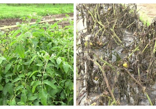 Nuevas herramientas para un sector clave: Corteva introduce una solución para mejorar la protección de la patata y el tomate