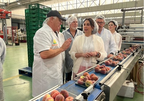 La producción de fruta de hueso en la Región superará las 350.000 toneladas este año