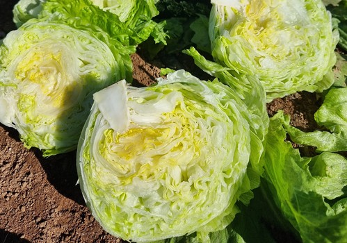BASF | Nunhems completa su catálogo de iceberg con un blindaje ante mildiu y fusarium