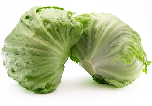 Vilmorin-Mikado consolida su liderazgo en lechuga con un catálogo amplio, sólido y adaptado a las necesidades del agricultor