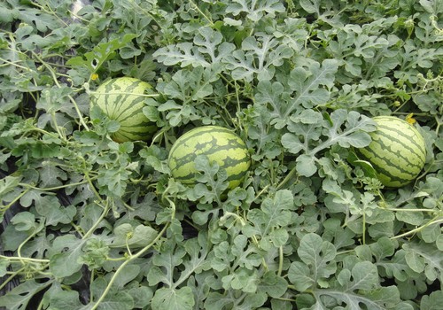 Frutas y hortalizas que saben a verano