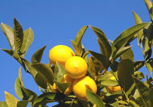 La expansión de plagas amenaza los cítricos murcianos este verano
