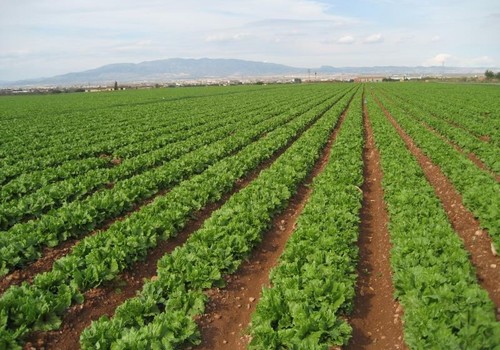 El primer cuatrimestre en la exportación hortofrutícola nacional devela un crecimiento del 2% en volumen y 10% en valor