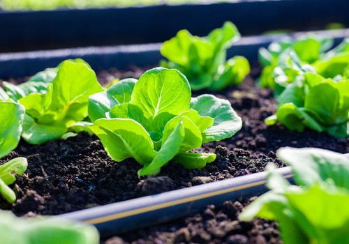 Cerestia, una solución integral para el cultivo de brásicas y hortícolas de hoja